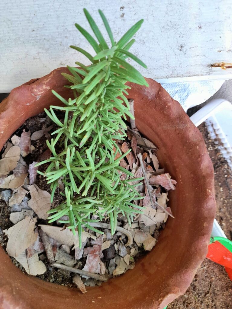 grow rosemary at home