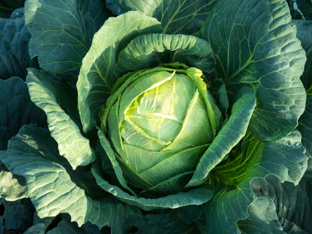 fall vegetables-cabbage