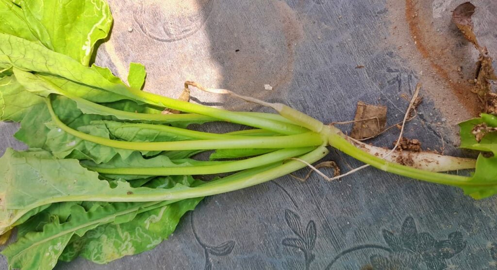 radish not forming bulbs