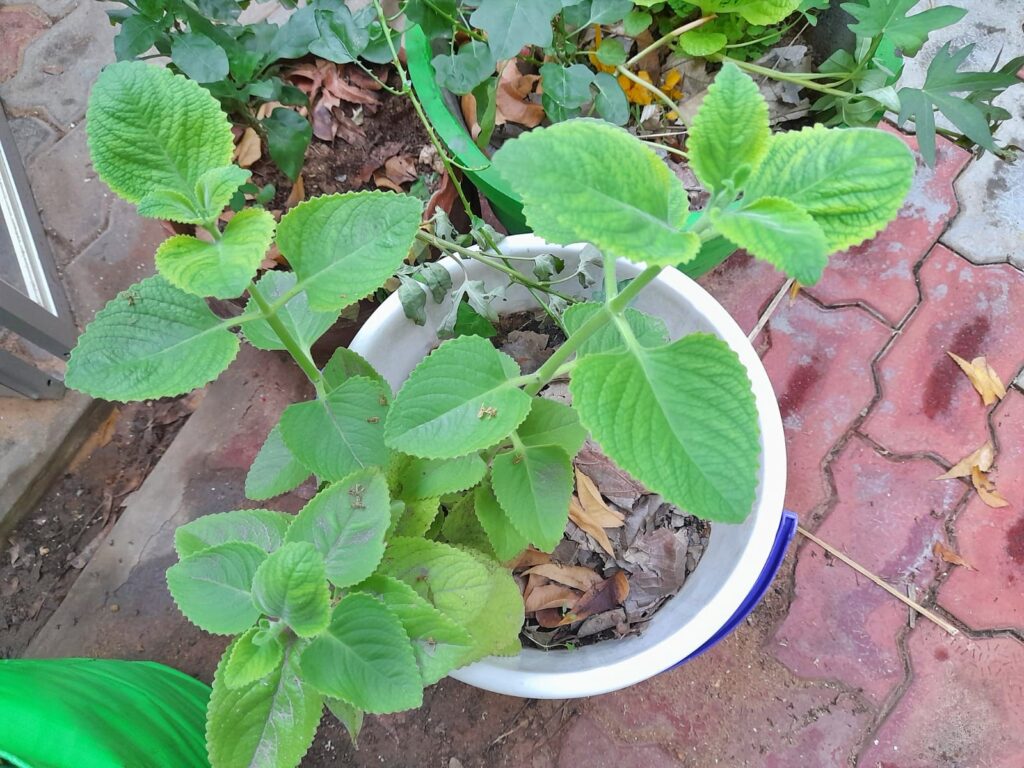 oregano perennial herb