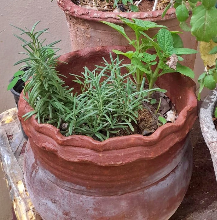 companion planting rosemary and mint