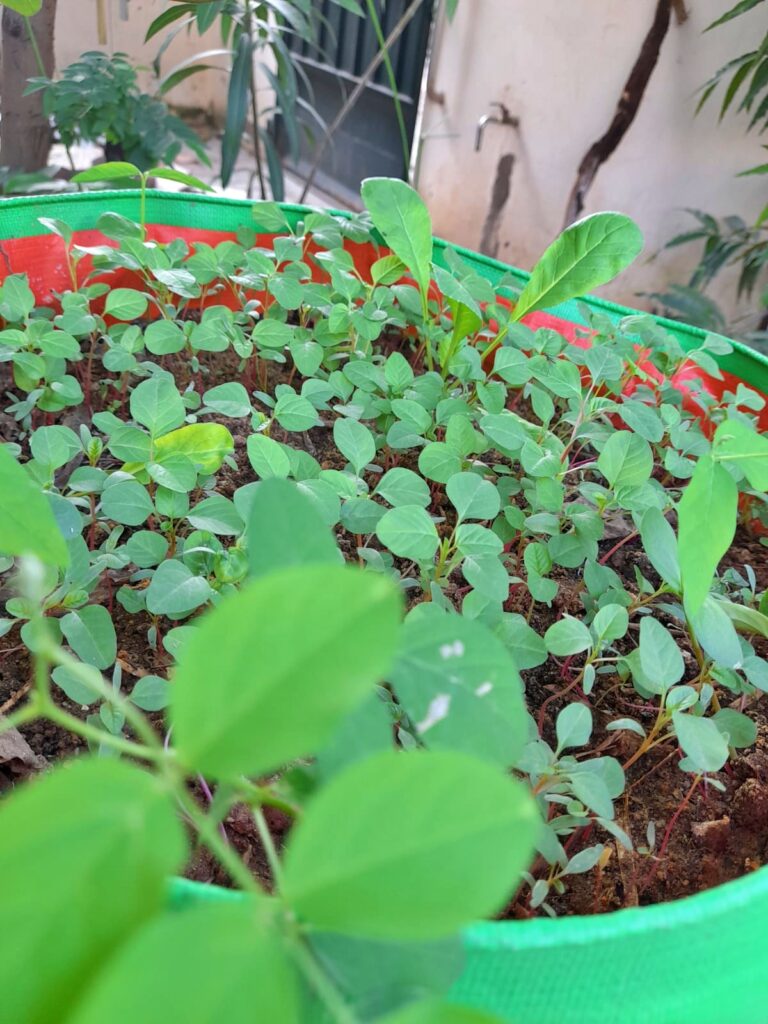 spinach seedlings