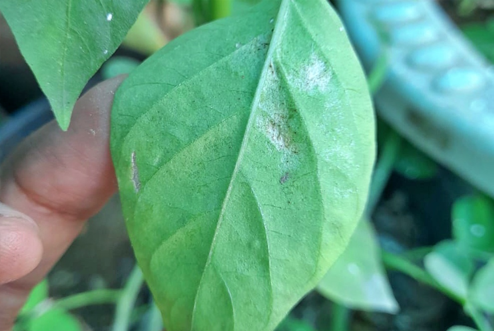 Symptoms of thrips infestation.