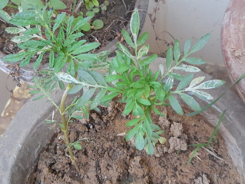 marigold saplings