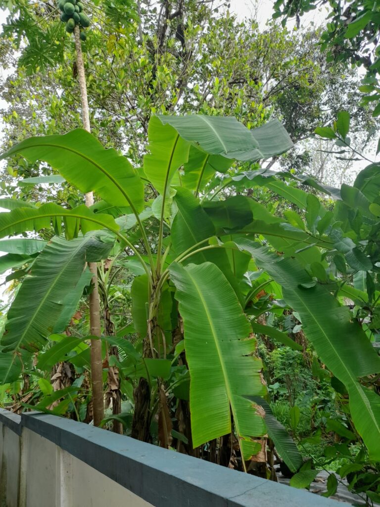 banana tree