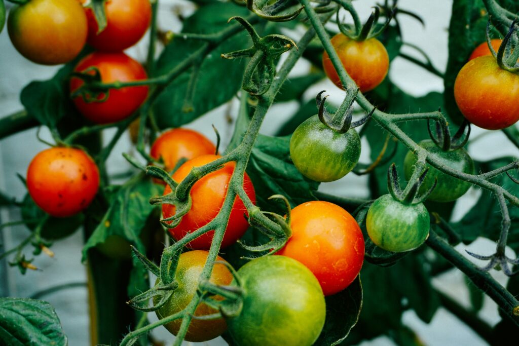 prune tomato plants