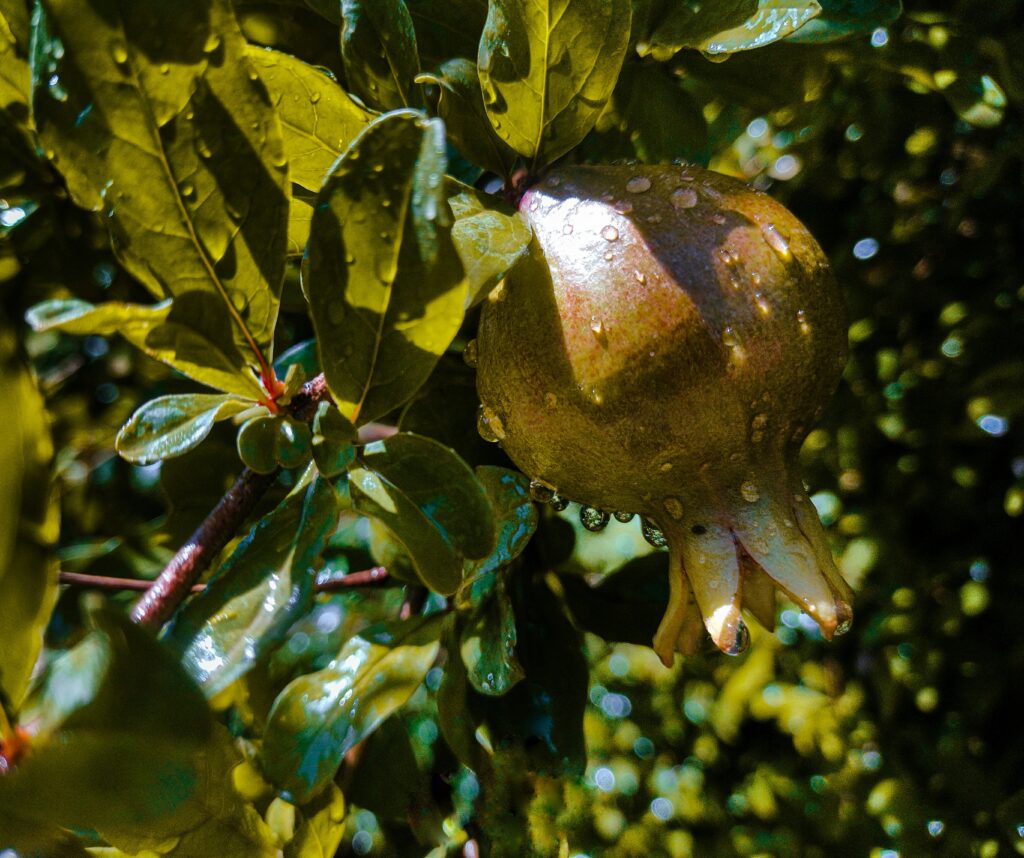 pomegranate tree