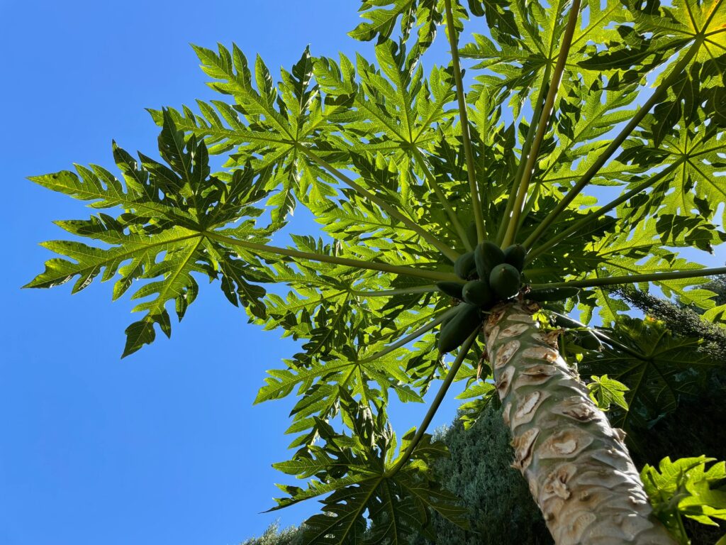 papaya tree