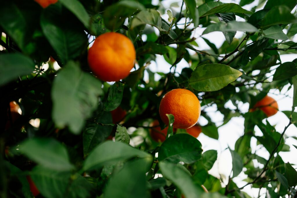 orange tree