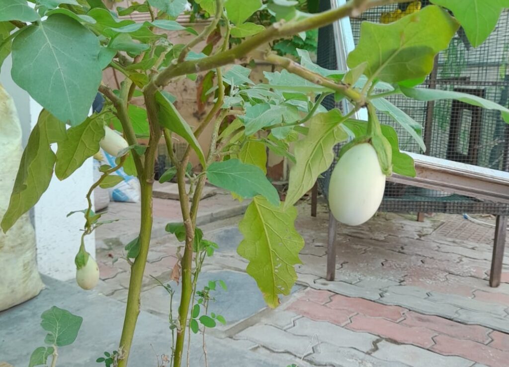 companion plants for eggplant