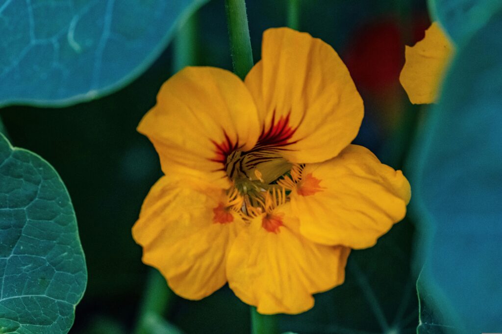 Nasturtium is a good companion plant for spinach.