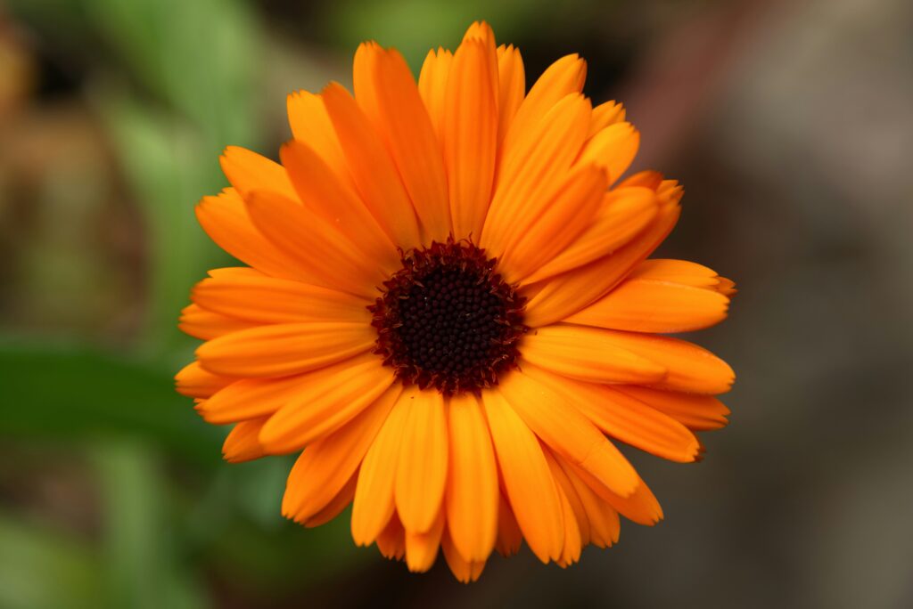 Calendula is a good companion plant for spinach.