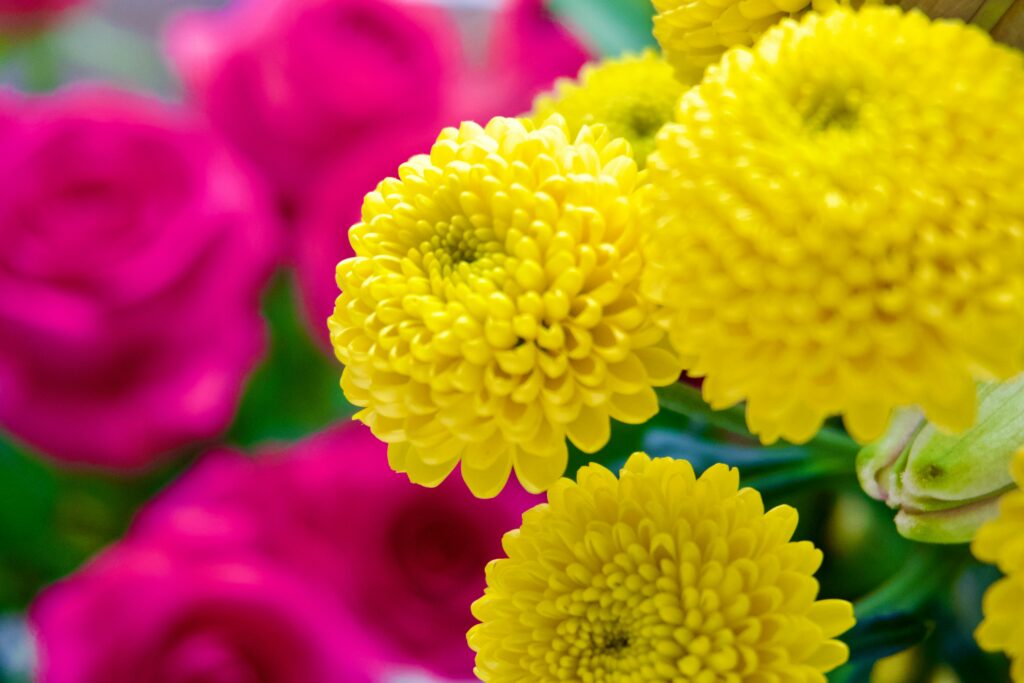 Marigold is a good companion plant for spinach.